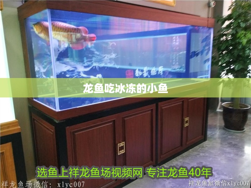 龍魚吃冰凍的小魚