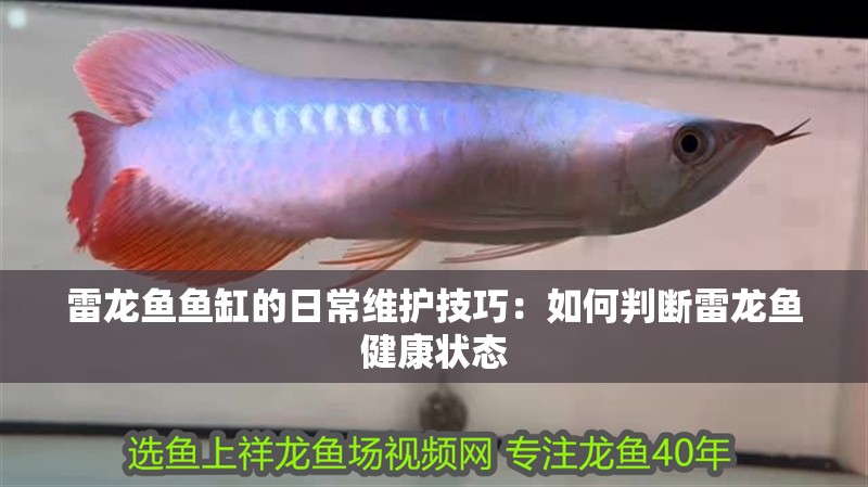 雷龍魚(yú)魚(yú)缸的日常維護(hù)技巧：如何判斷雷龍魚(yú)健康狀態(tài)