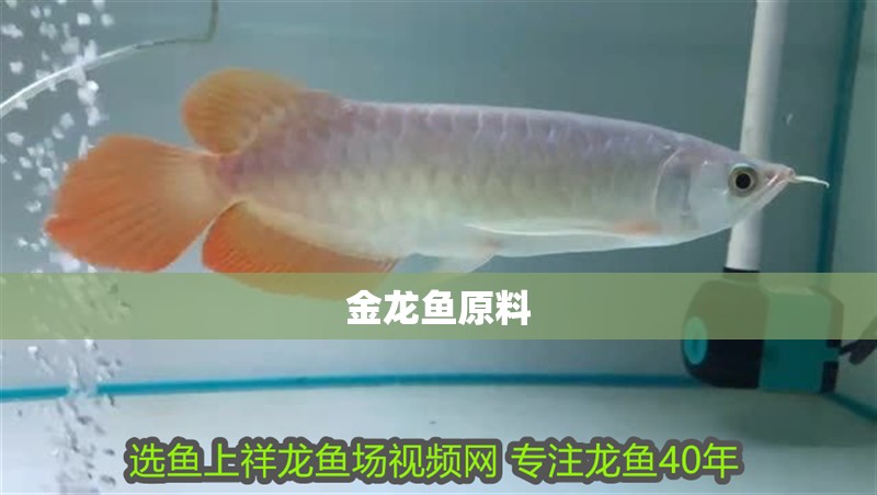 金龍魚原料