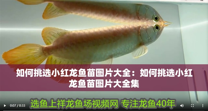 如何挑選小紅龍魚苗圖片大全：如何挑選小紅龍魚苗圖片大全集