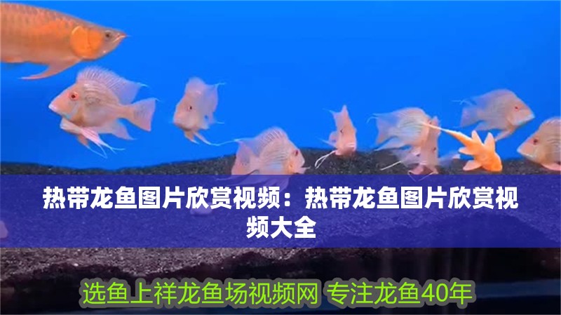 熱帶龍魚圖片欣賞視頻：熱帶龍魚圖片欣賞視頻大全