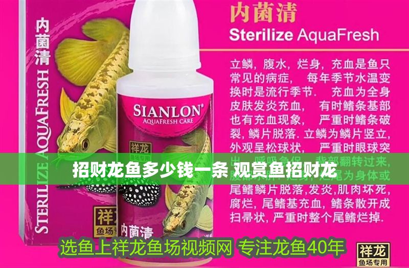 招財龍魚多少錢一條 觀賞魚招財龍