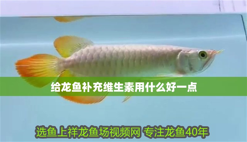給龍魚補充維生素用什么好一點