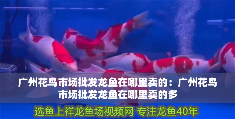 網(wǎng)上賣龍魚騙局(網(wǎng)上賣龍魚騙局揭秘) 網(wǎng)上賣龍魚騙局(網(wǎng)上賣龍魚騙局揭秘) 全國水族館企業(yè)名錄 第2張