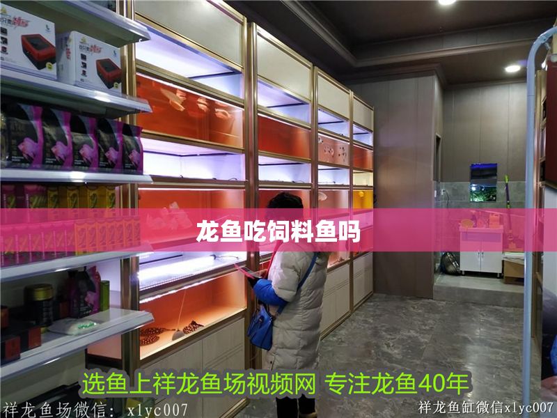 龍魚吃飼料魚嗎