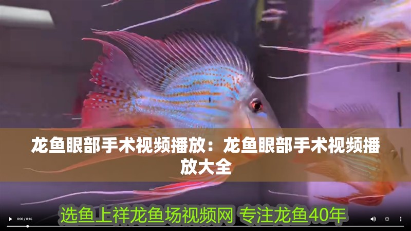 龍魚眼部手術視頻播放：龍魚眼部手術視頻播放大全