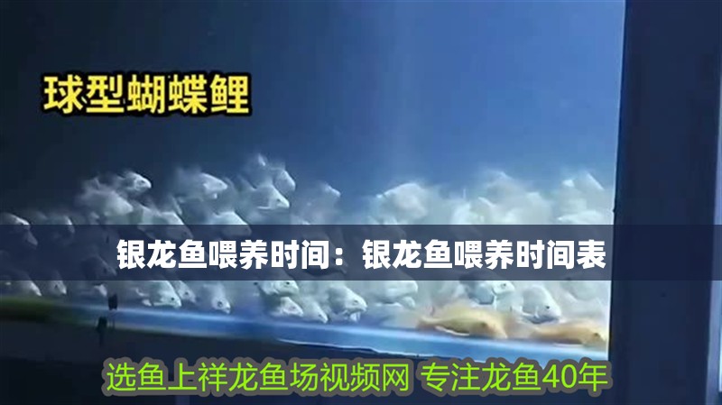 銀龍魚喂養時間：銀龍魚喂養時間表