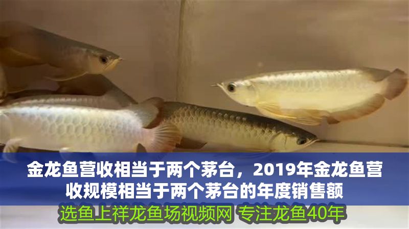 金龍魚營收相當于兩個茅臺，2019年金龍魚營收規模相當于兩個茅臺的年度銷售額 金龍魚營收相當于兩個茅臺，2019年金龍魚營收規模相當于兩個茅臺的年度銷售額 龍魚百科 第2張