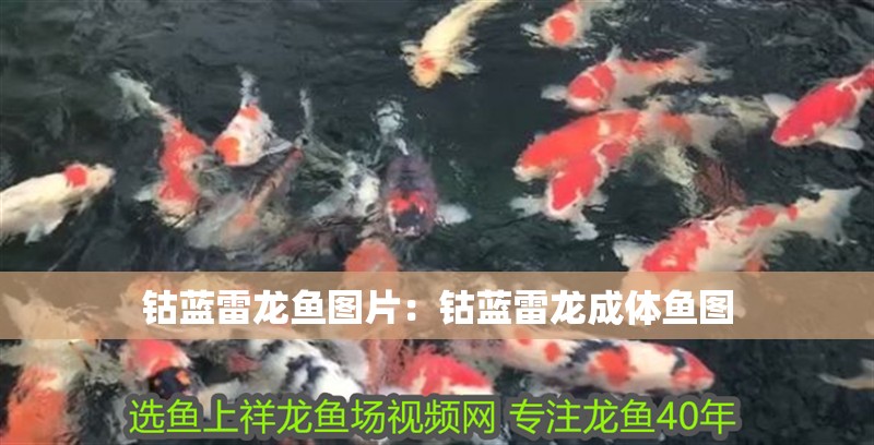 鈷藍雷龍魚圖片：鈷藍雷龍成體魚圖