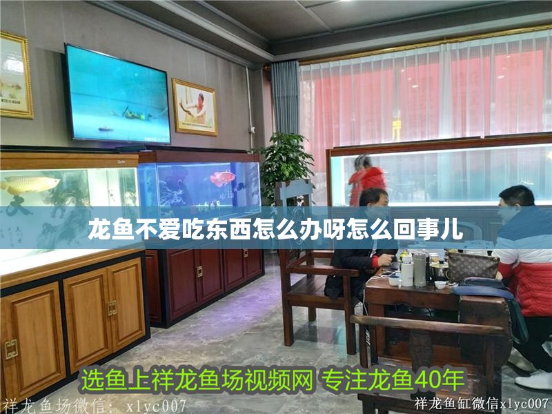 龍魚不愛吃東西怎么辦呀怎么回事兒