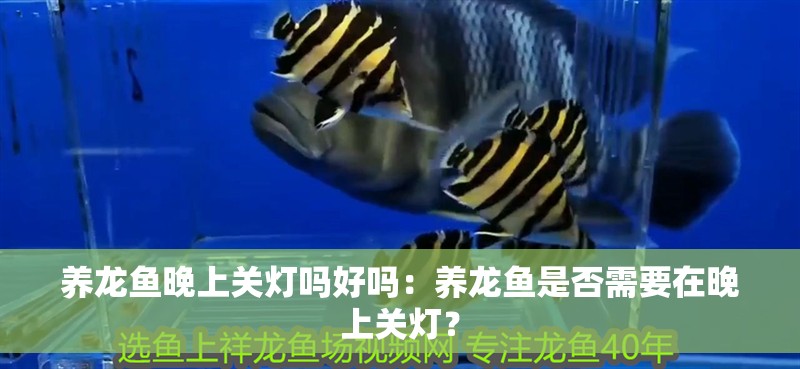養龍魚晚上關燈嗎好嗎：養龍魚是否需要在晚上關燈？