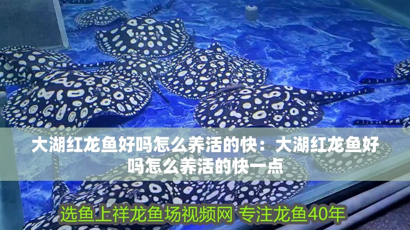 大湖紅龍魚好嗎怎么養活的快：大湖紅龍魚好嗎怎么養活的快一點