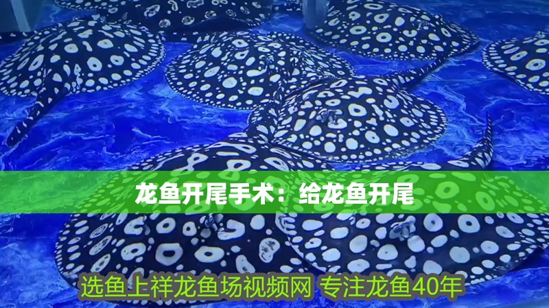 龍魚開尾手術：給龍魚開尾