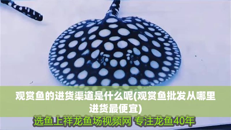 觀賞魚的進貨渠道是什么呢(觀賞魚批發從哪里進貨最便宜) 龍魚百科 第1張 觀賞魚的進貨渠道是什么呢(觀賞魚批發從哪里進貨最便宜) 觀賞魚的進貨渠道是什么呢(觀賞魚批發從哪里進貨最便宜) 龍魚百科 第1張