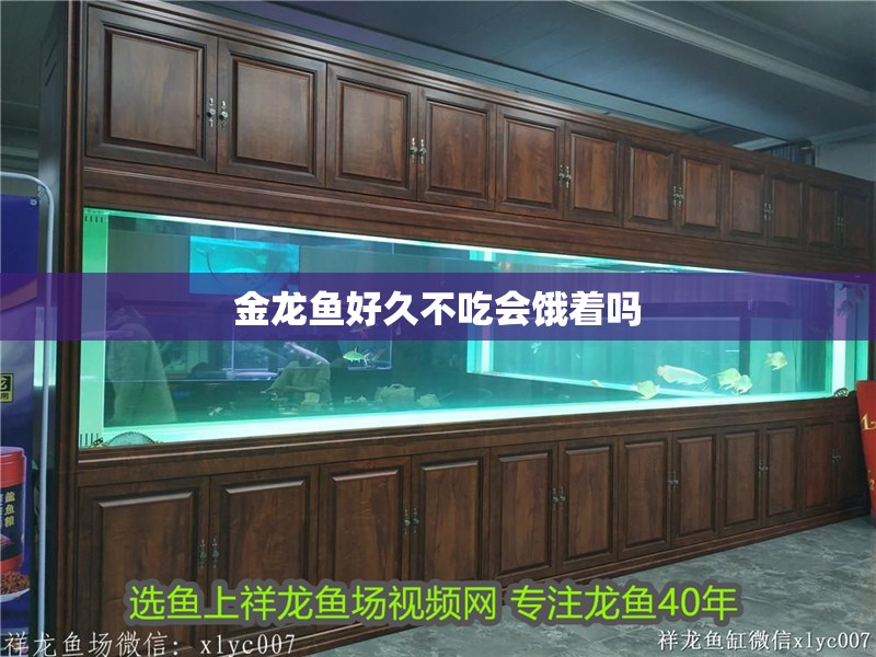 金龍魚好久不吃會餓著嗎