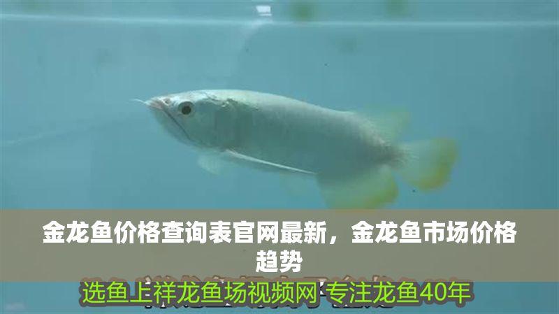 金龍魚價格查詢表官網最新，金龍魚市場價格趨勢