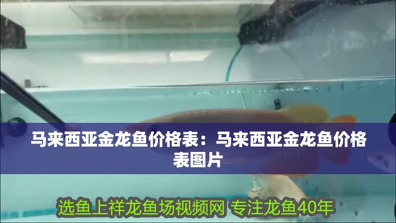 馬來(lái)西亞金龍魚價(jià)格表：馬來(lái)西亞金龍魚價(jià)格表圖片 馬來(lái)西亞金龍魚價(jià)格表：馬來(lái)西亞金龍魚價(jià)格表圖片 水族問答