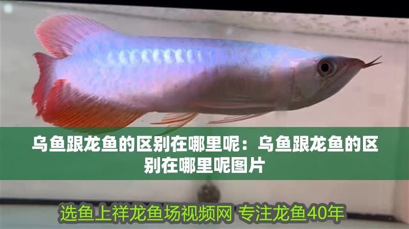烏魚跟龍魚的區別在哪里呢：烏魚跟龍魚的區別在哪里呢圖片