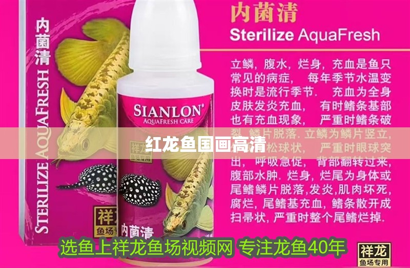 紅龍魚國畫高清 紅龍魚國畫高清 龍魚百科 第1張