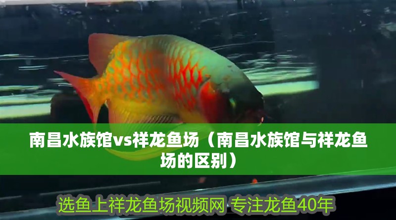 南昌水族館vs祥龍魚場（南昌水族館與祥龍魚場的區別）