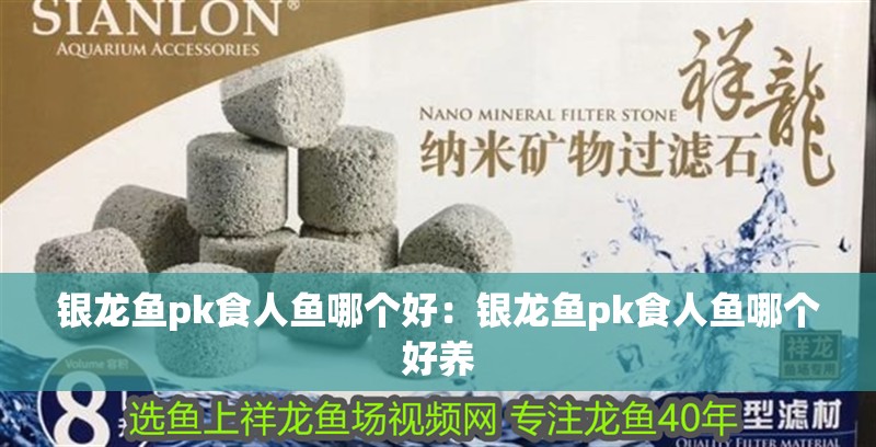銀龍魚pk食人魚哪個好：銀龍魚pk食人魚哪個好養