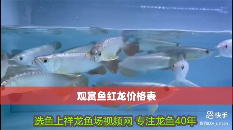 觀賞魚紅龍價格表