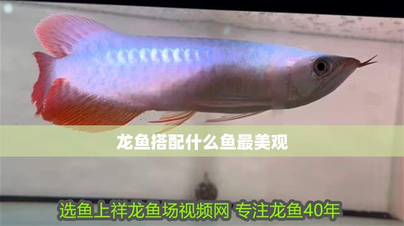 龍魚搭配什么魚最美觀 龍魚搭配什么魚最美觀 龍魚百科 第2張