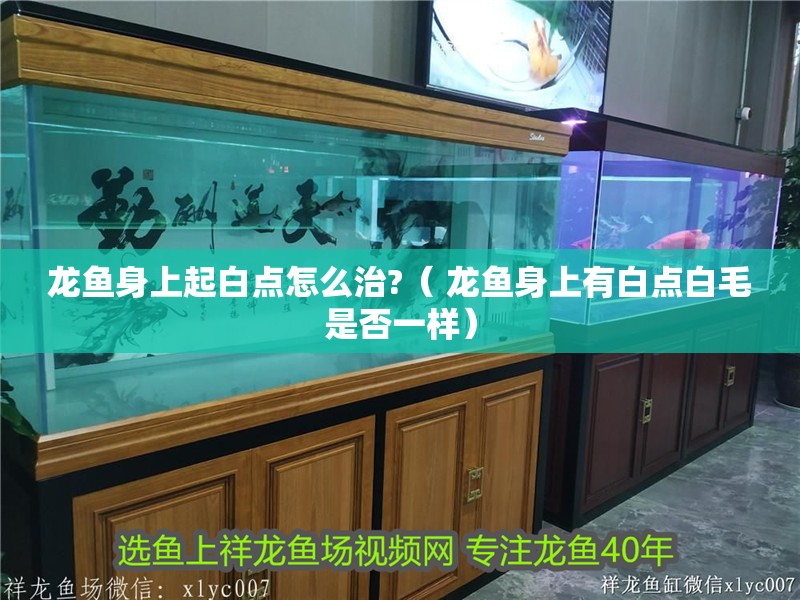 龍魚身上起白點怎么治?（ 龍魚身上有白點白毛是否一樣）