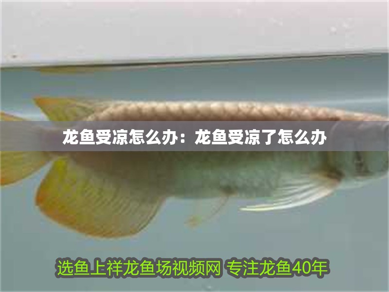 龍魚受涼怎么辦：龍魚受涼了怎么辦