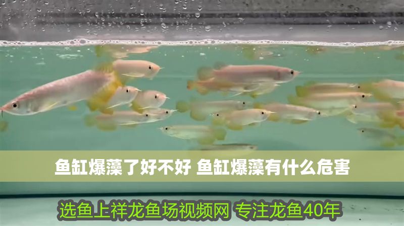 魚缸爆藻了好不好 魚缸爆藻有什么危害