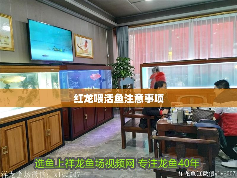 紅龍喂活魚注意事項
