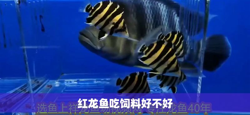 紅龍魚吃飼料好不好