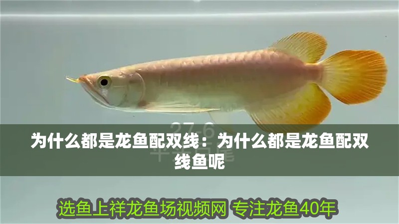 為什么都是龍魚配雙線：為什么都是龍魚配雙線魚呢