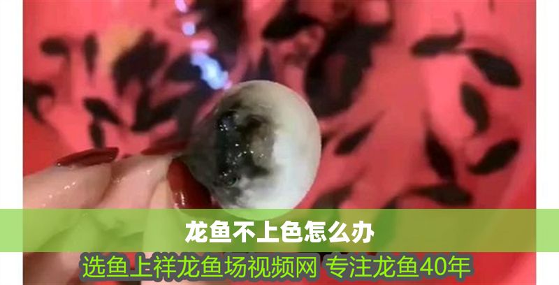 龍魚不上色怎么辦