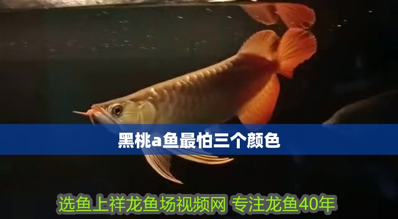 黑桃a魚最怕三個顏色