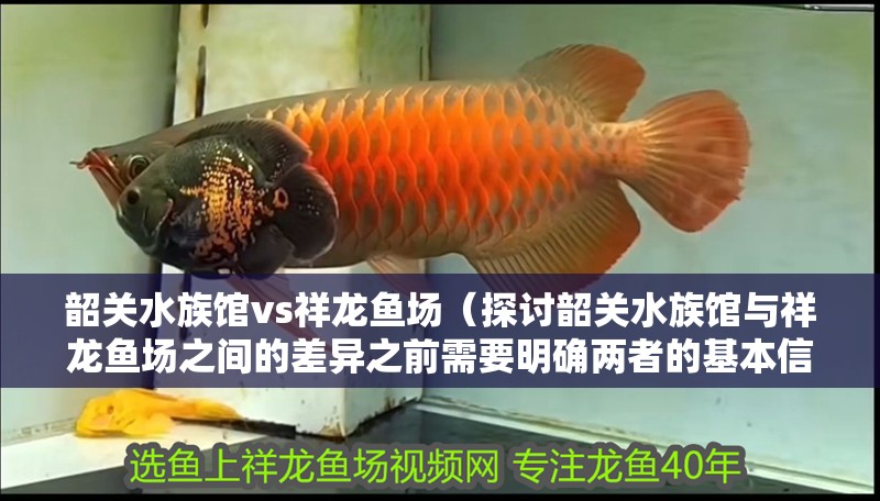 韶關(guān)水族館vs祥龍魚(yú)場(chǎng)（探討韶關(guān)水族館與祥龍魚(yú)場(chǎng)之間的差異之前需要明確兩者的基本信息）