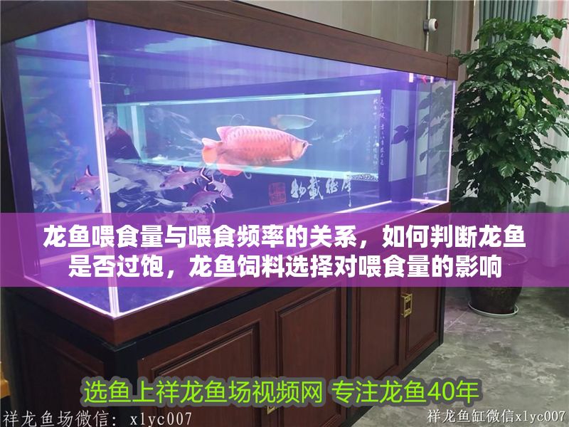 龍魚喂食量與喂食頻率的關系，如何判斷龍魚是否過飽，龍魚飼料選擇對喂食量的影響 龍魚喂食量與喂食頻率的關系，如何判斷龍魚是否過飽，龍魚飼料選擇對喂食量的影響 龍魚百科 第2張
