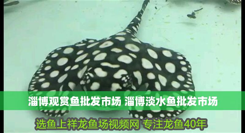 淄博觀賞魚批發市場 淄博淡水魚批發市場