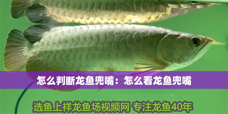 怎么判斷龍魚兜嘴：怎么看龍魚兜嘴