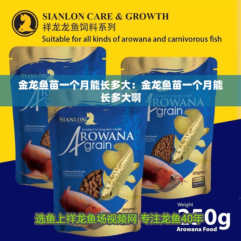 金龍魚苗一個月能長多大：金龍魚苗一個月能長多大啊