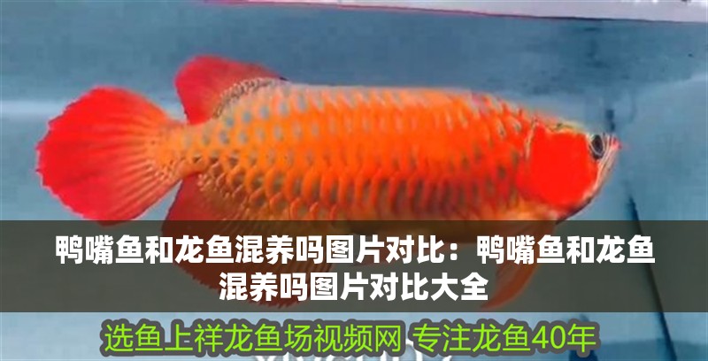 鴨嘴魚和龍魚混養嗎圖片對比：鴨嘴魚和龍魚混養嗎圖片對比大全