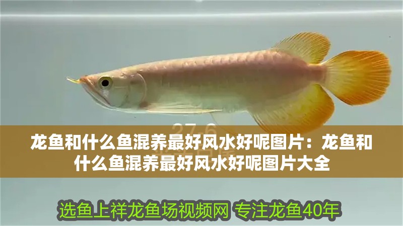 龍魚和什么魚混養最好風水好呢圖片：龍魚和什么魚混養最好風水好呢圖片大全