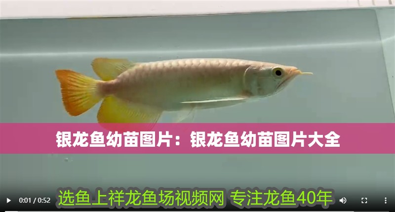 銀龍魚幼苗圖片：銀龍魚幼苗圖片大全 銀龍魚幼苗圖片：銀龍魚幼苗圖片大全 水族問答