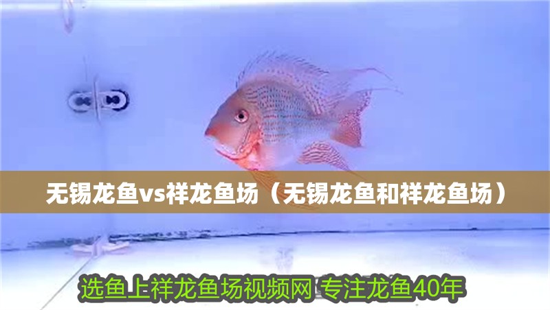 無錫龍魚vs祥龍魚場（無錫龍魚和祥龍魚場）