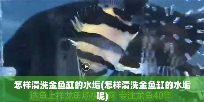 怎樣清洗金魚缸的水垢(怎樣清洗金魚缸的水垢呢) 怎樣清洗金魚缸的水垢(怎樣清洗金魚缸的水垢呢) 龍魚百科 第1張
