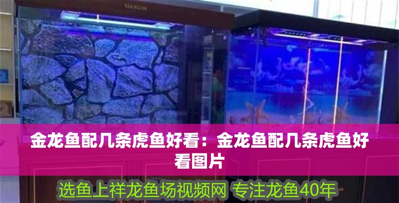 金龍魚配幾條虎魚好看：金龍魚配幾條虎魚好看圖片