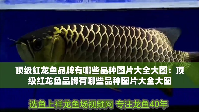 頂級紅龍魚品牌有哪些品種圖片大全大圖：頂級紅龍魚品牌有哪些品種圖片大全大圖