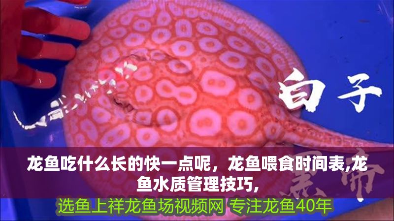 龍魚吃什么長的快一點呢，龍魚喂食時間表,龍魚水質(zhì)管理技巧,