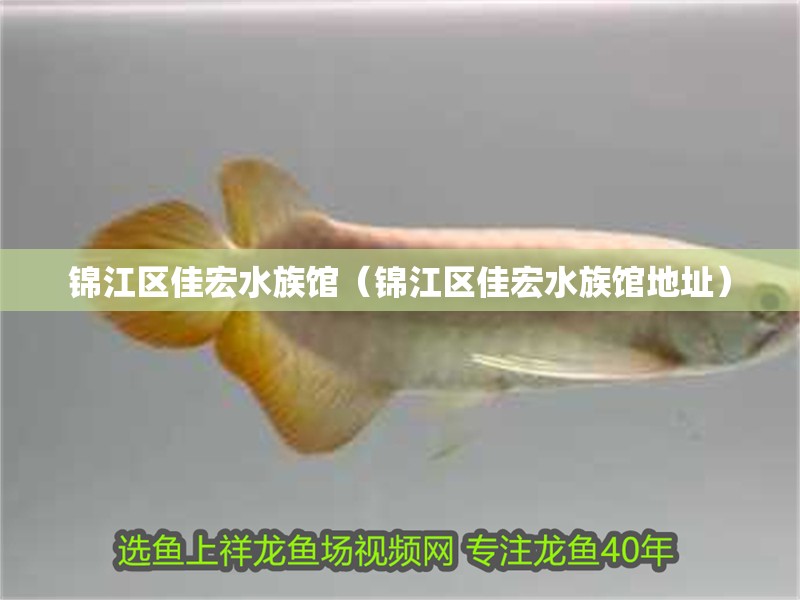 錦江區佳宏水族館（錦江區佳宏水族館地址）