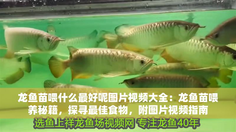 龍魚苗喂什么最好呢圖片視頻大全：龍魚苗喂養秘籍，探尋最佳食物，附圖片視頻指南